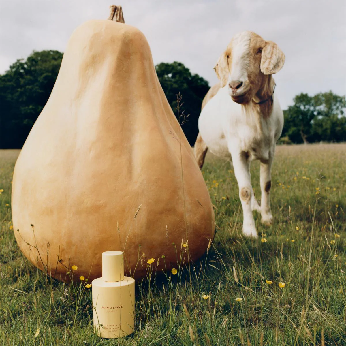 Velvety Butternut Cologne - Image 4